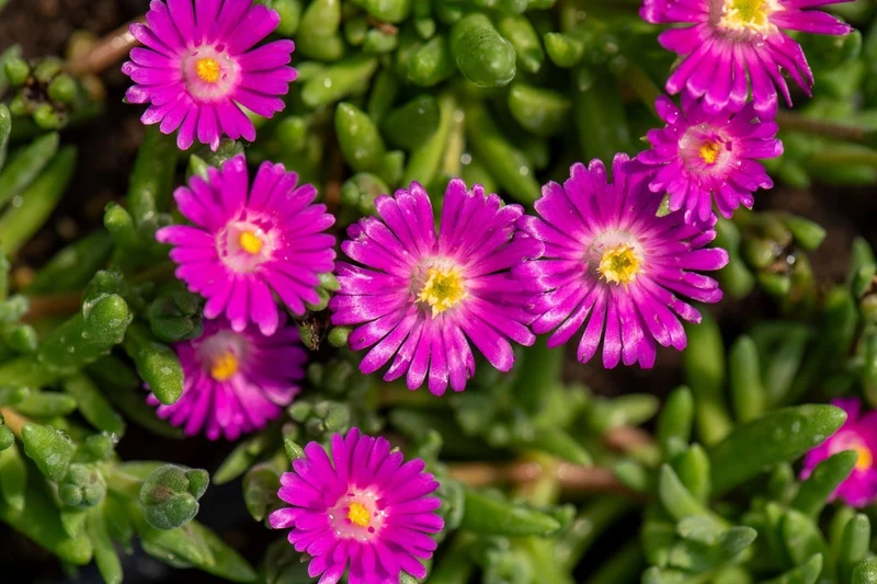 Delosperma 'Jewel of Desert Amethyst' ® (Mittagsblume)
