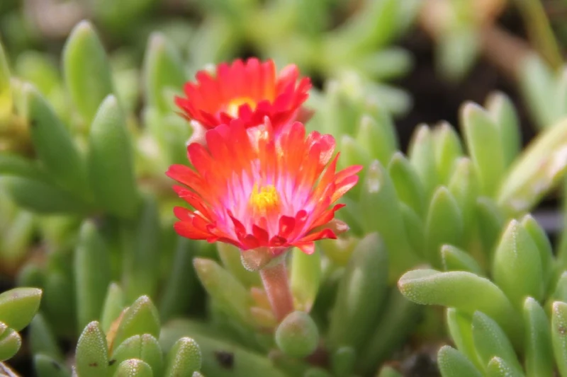 Delosperma 'Fire Spinner' ® (Garten-Mittagsblume)