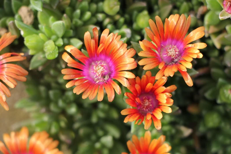 Delosperma 'Fire Spinner' ® (Garten-Mittagsblume)