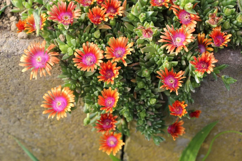 Delosperma 'Fire Spinner' ® (Garten-Mittagsblume)