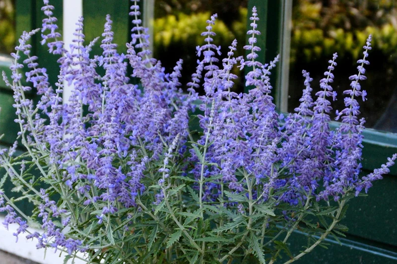 Perovskia atriplicifolia 'Lacey Blue' ® (Zwerg-Blauraute)