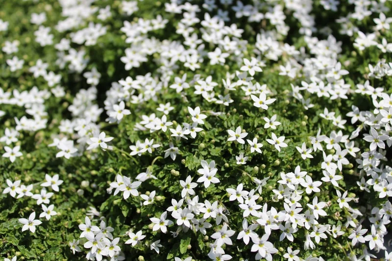 Isotoma fluviatilis 'Alba' (Weißer Bubikopf)