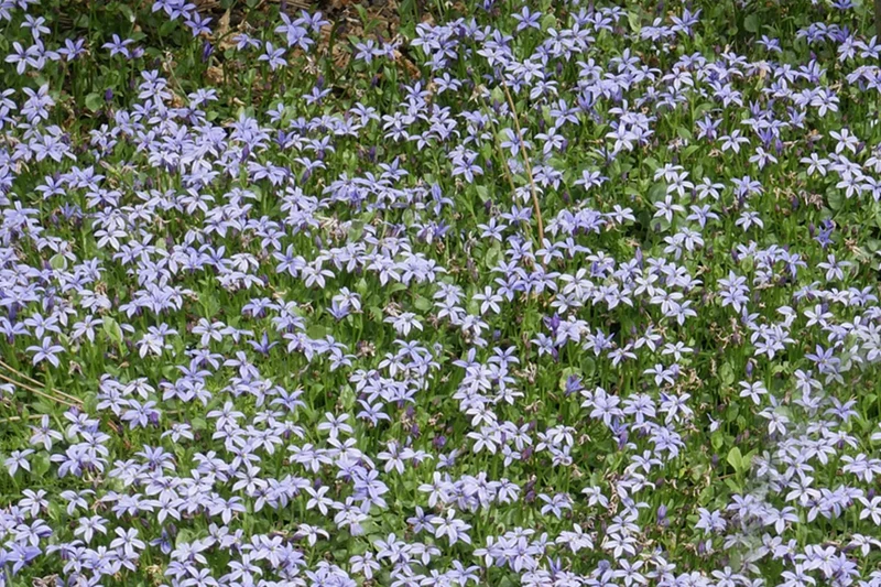 Isotoma fluviatilis (Blauer Bubikopf)