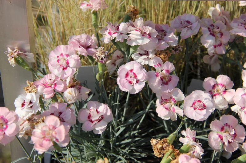 Dianthus plumarius 'Angel of Virtue' (Garten-Feder-Nelke)