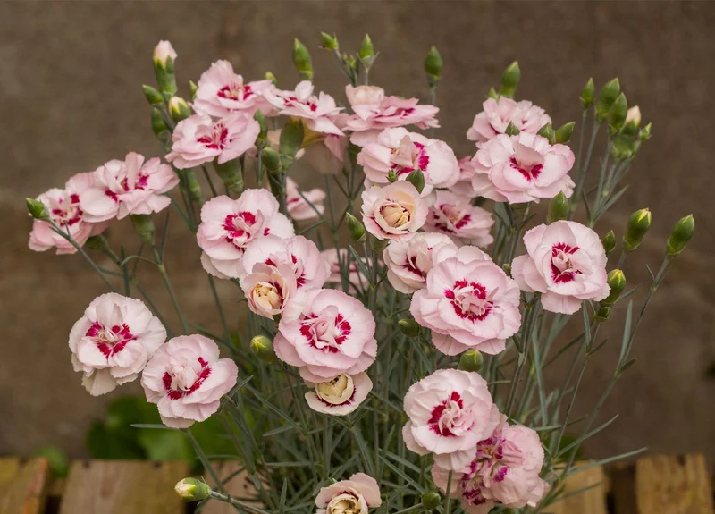 Dianthus plumarius 'Angel of Virtue' (Garten-Feder-Nelke)
