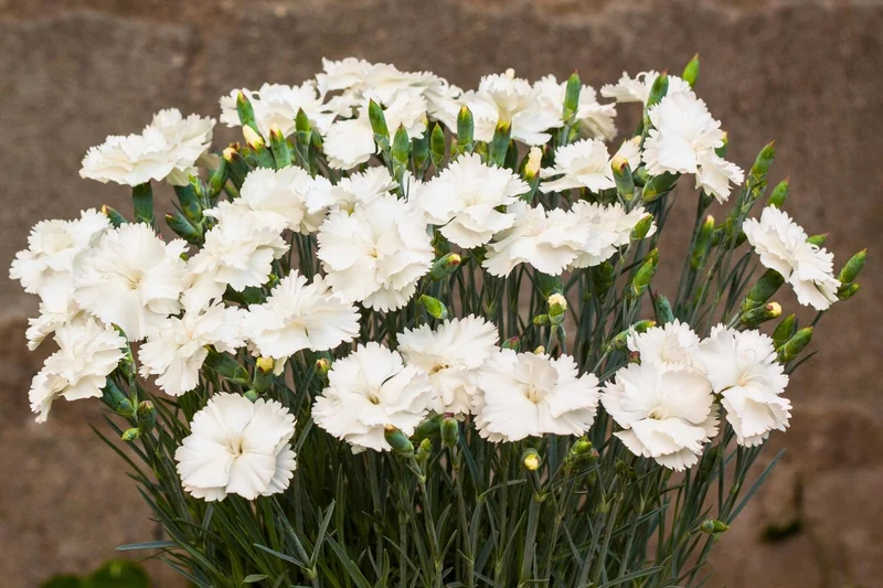 Dianthus plumarius 'Angel of Purity' (Feder-Nelke)