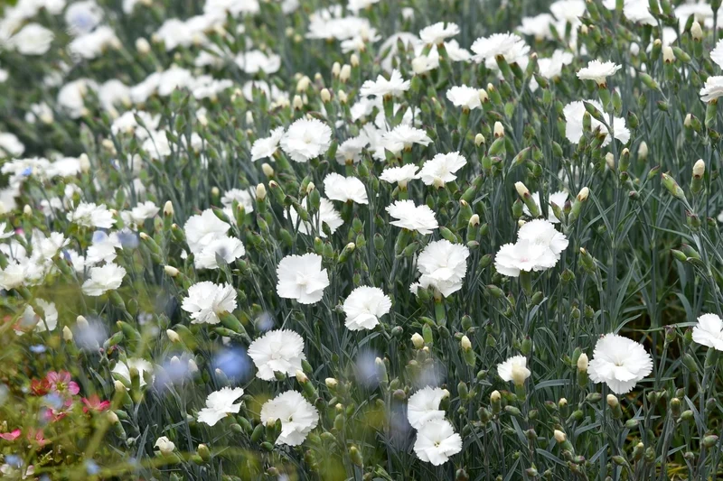 Dianthus plumarius 'Angel of Purity' (Feder-Nelke)