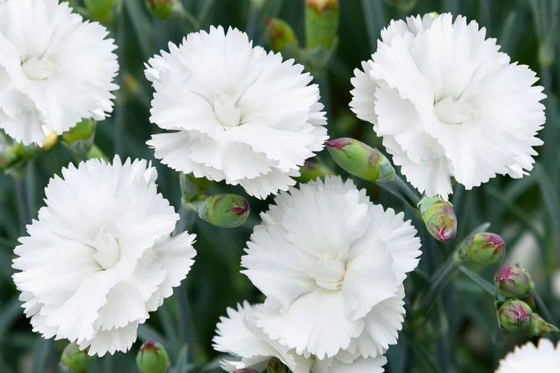 Dianthus plumarius 'Angel of Purity' (Feder-Nelke)