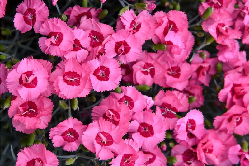 Dianthus plumarius 'Angel of Hope' (Feder-Nelke)
