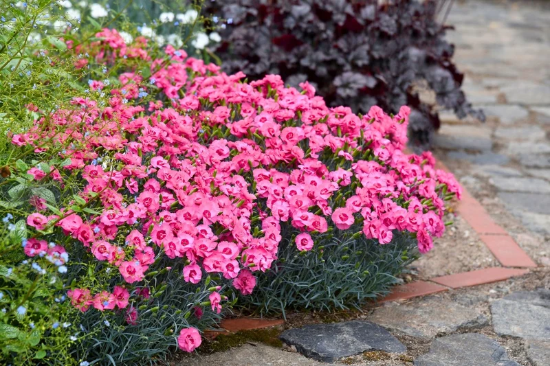 Dianthus plumarius 'Angel of Hope' (Feder-Nelke)