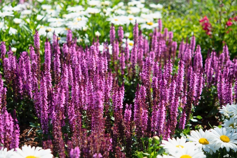 Salvia nemorosa 'Midnight Rose' (Ziersalbei)