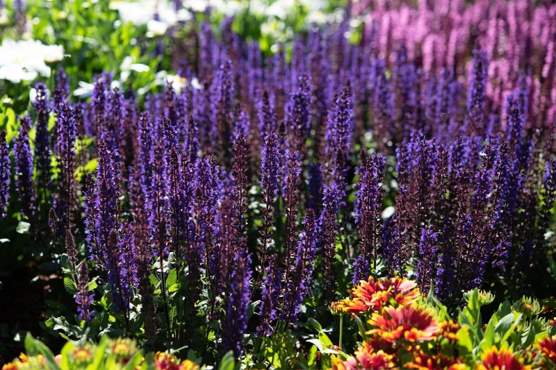 Salvia nemorosa 'Midnight Purple' (Ziersalbei)