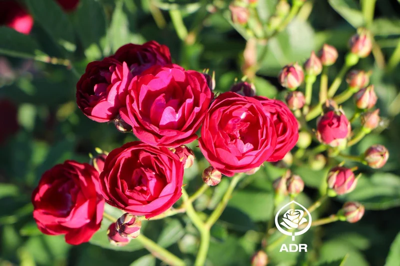 Rose 'Perennial Domino' ® (Ramblerrose)