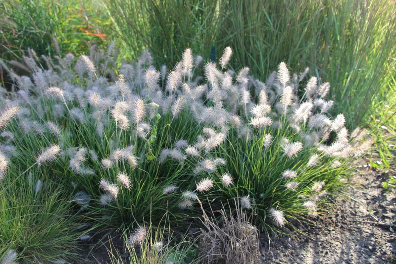 Pennisetum alopecuroides 'Little Bunny' (Lampenputzergras)