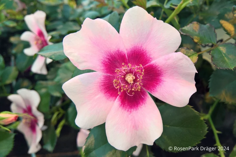 Rose 'Bravo Babylon Eyes' ® (Beetrose)