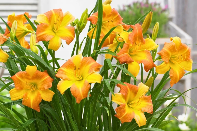 Hemerocallis 'EveryDaylily TM Punch Yellow' ® (Miniaturblütige Taglilie)