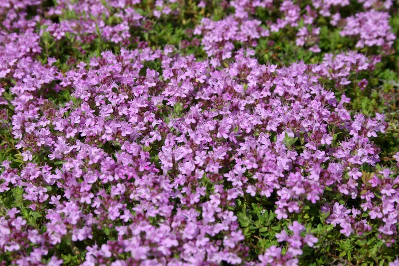 Thymus doerfleri 'Bressingham Seedling' (Bressingham-Thymian)