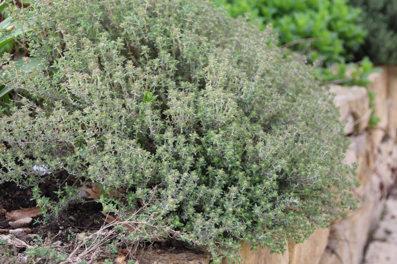 Thymus vulgaris var. fragrantissima (Orangenthymian)