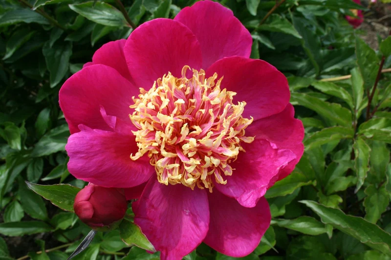Paeonia lactiflora 'Some Ganoko' (Staudenpfingstrose)