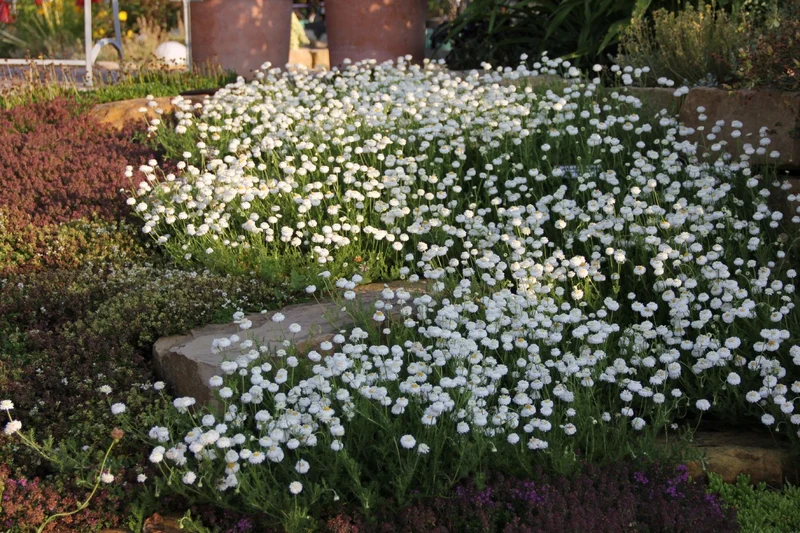 Chamaemelum nobile 'Plenum' (Römische Kamille)