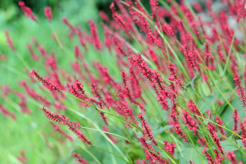 Bistorta amplexicaulis 'Bloody Mary' ® (Kerzenknöterich)