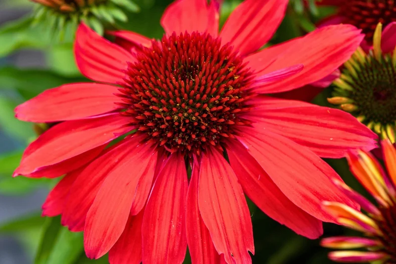 Echinacea 'SunMagic Vintage Ruby' ® (Scheinsonnenhut)