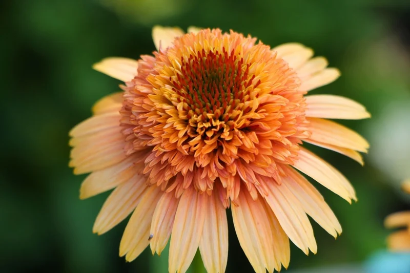 Echinacea 'Supreme Cantaloupe' ® (Scheinsonnenhut)