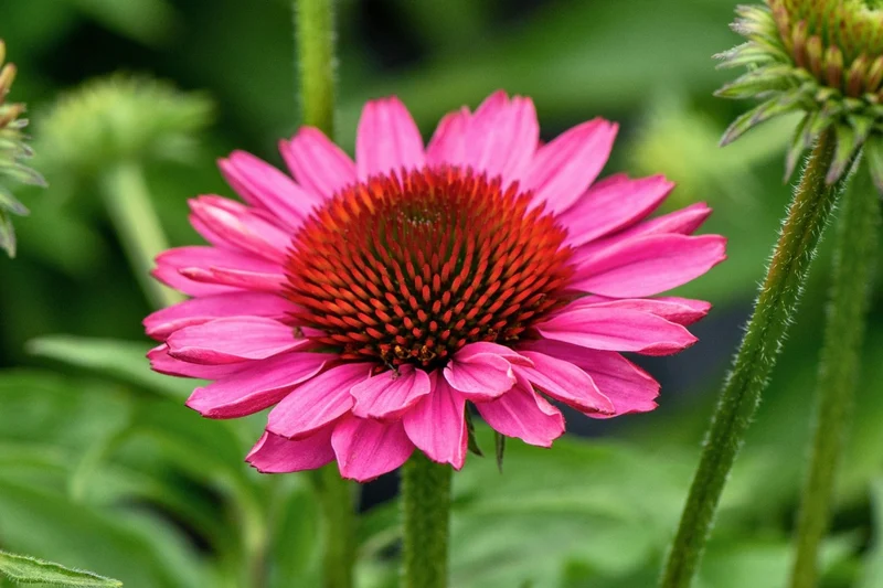Echinacea 'SunMagic Vintage Pink' ® (Scheinsonnenhut)