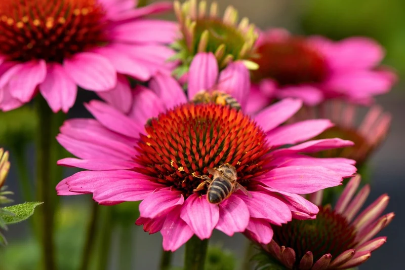 Echinacea 'SunMagic Vintage Pink' ® (Scheinsonnenhut)
