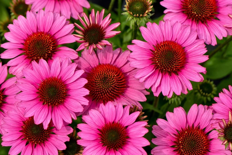 Echinacea 'SunMagic Vintage Pink' ® (Scheinsonnenhut)