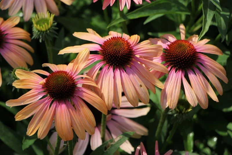 Echinacea 'Rainbow Marcella' ® (Scheinsonnenhut)