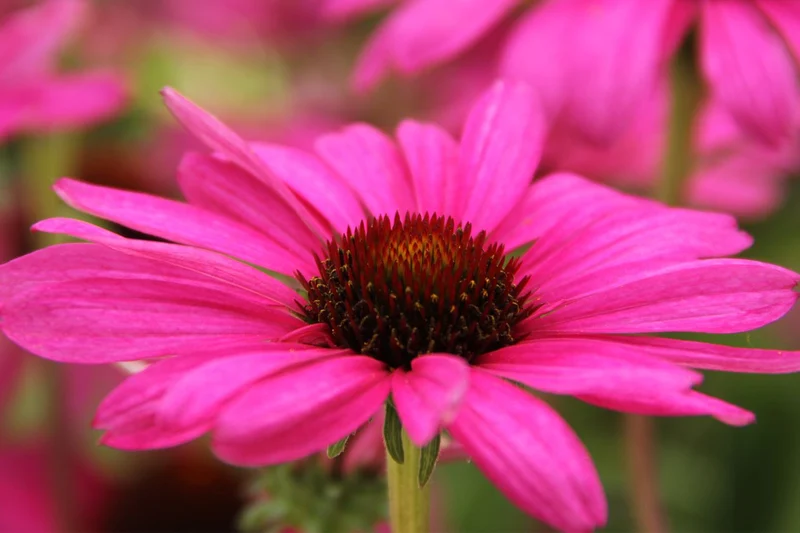 Echinacea 'Purple Emperor' ® (Scheinsonnenhut)