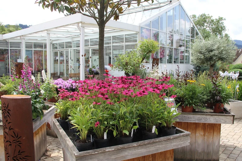 Echinacea 'Purple Emperor' ® (Scheinsonnenhut)