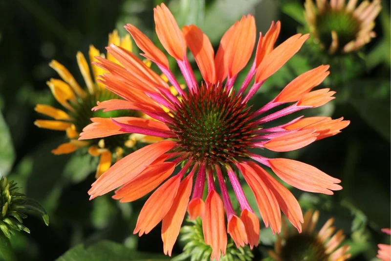 Echinacea 'Orange Pearl' ® (Scheinsonnenhut)