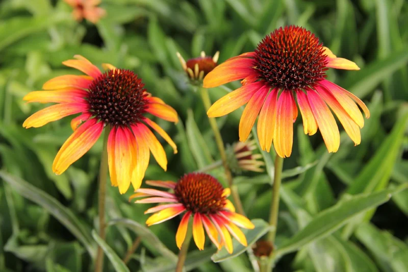 Echinacea 'Parrot' (Scheinsonnenhut)