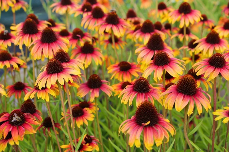 Echinacea 'Parrot' (Scheinsonnenhut)