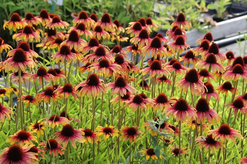 Echinacea 'Parrot' (Scheinsonnenhut)