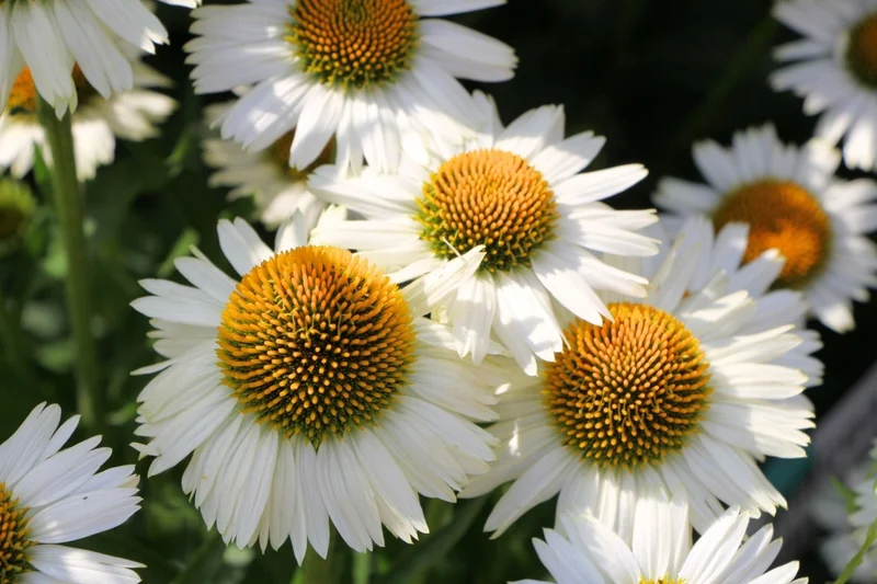 Echinacea 'Meditation White' ® (Scheinsonnenhut)