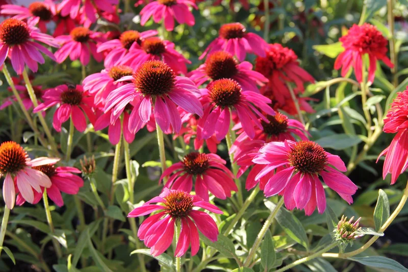 Echinacea 'Magenta Pearl' (Scheinsonnenhut)