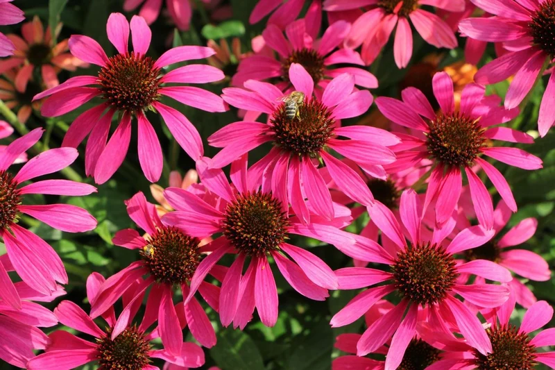 Echinacea 'Magenta Pearl' (Scheinsonnenhut)