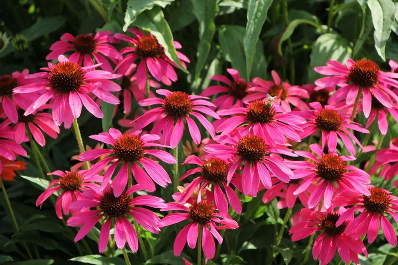 Echinacea 'Magenta Pearl' (Scheinsonnenhut)