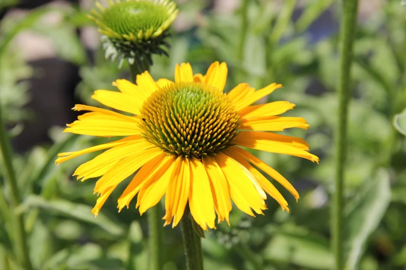 Echinacea 'Kismet® Yellow' (Scheinsonnenhut)