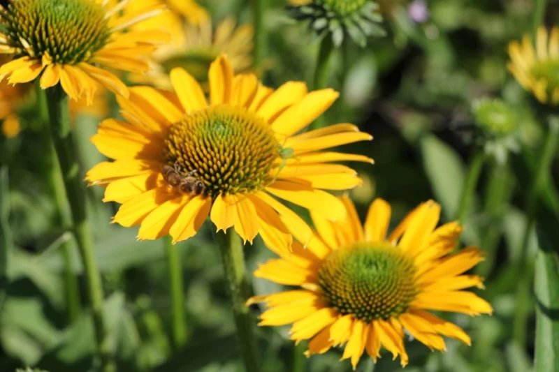 Echinacea 'Kismet® Yellow' (Scheinsonnenhut)