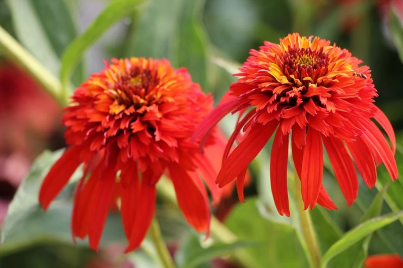 Echinacea 'Hot Papaya' ® (Scheinsonnenhut)