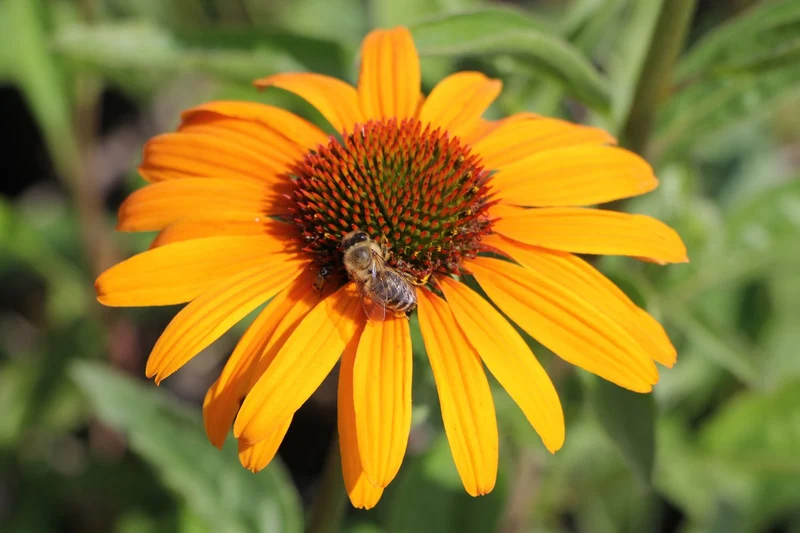Echinacea 'Honey Skipper' ® (Scheinsonnenhut)