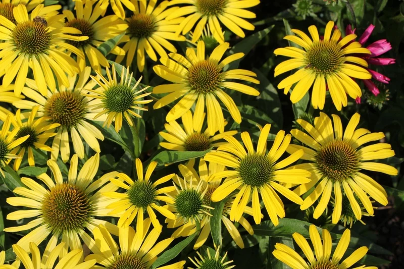 Echinacea 'Fountain Yellow' ® (Scheinsonnenhut)