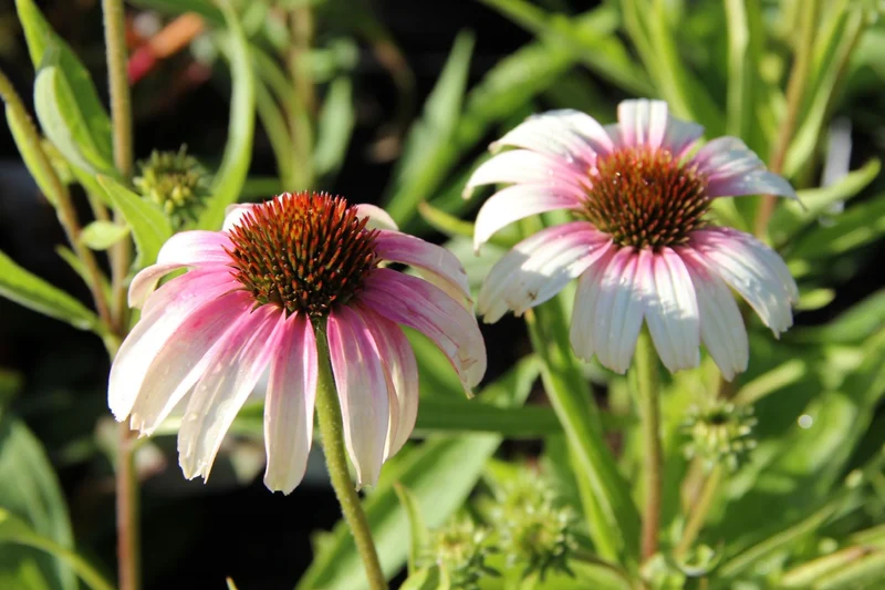 Echinacea 'Fountain Pink Eye' (Scheinsonnenhut)