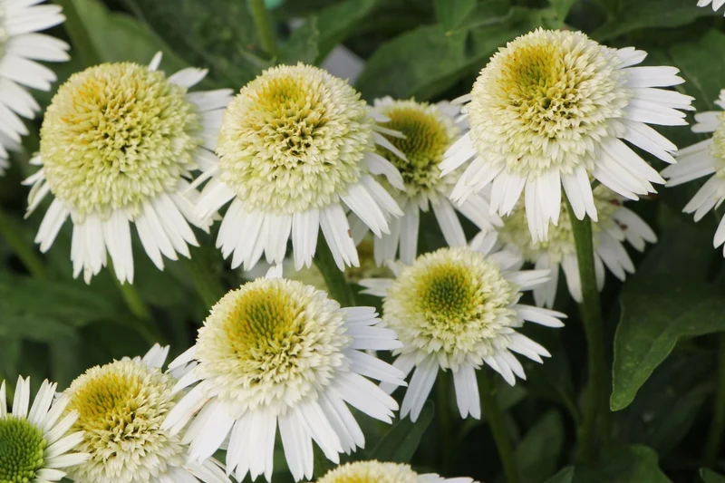Echinacea 'Delicious Nougat' ® (Scheinsonnenhut)