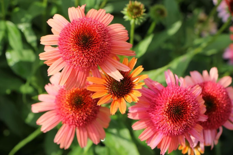 Echinacea 'Carrot Cake' ® (Scheinsonnenhut)