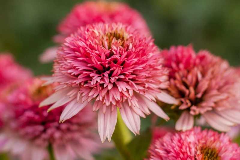 Echinacea 'Butterfly Kisses' ® (Scheinsonnenhut)